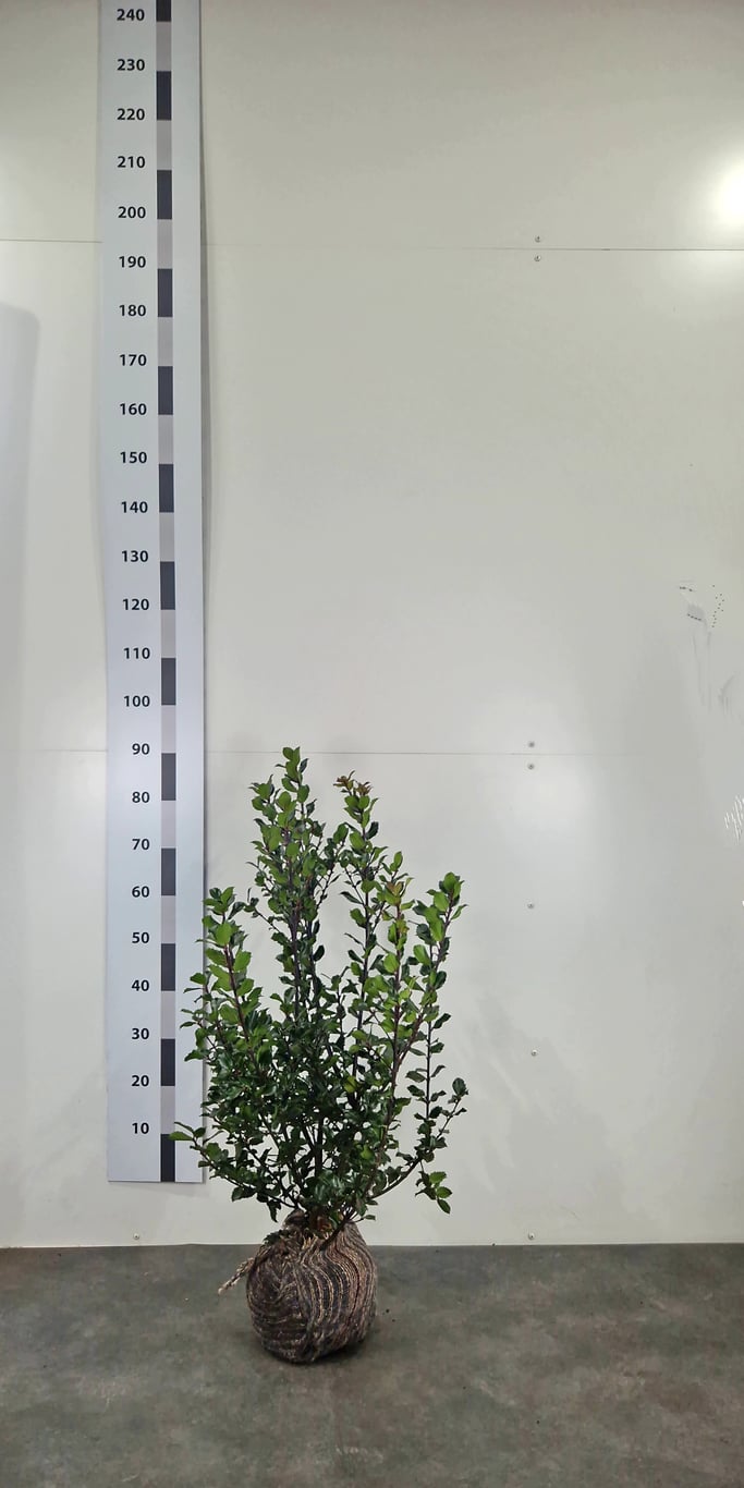 Ilex meserv. 'Blue Prince' - 80-100 CM RB